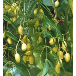 [PREVENTA] Árbol del Neem - 1 planta