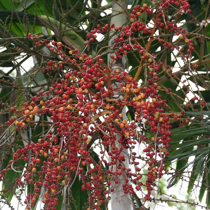 Ptychosperma salomonense - Semillas