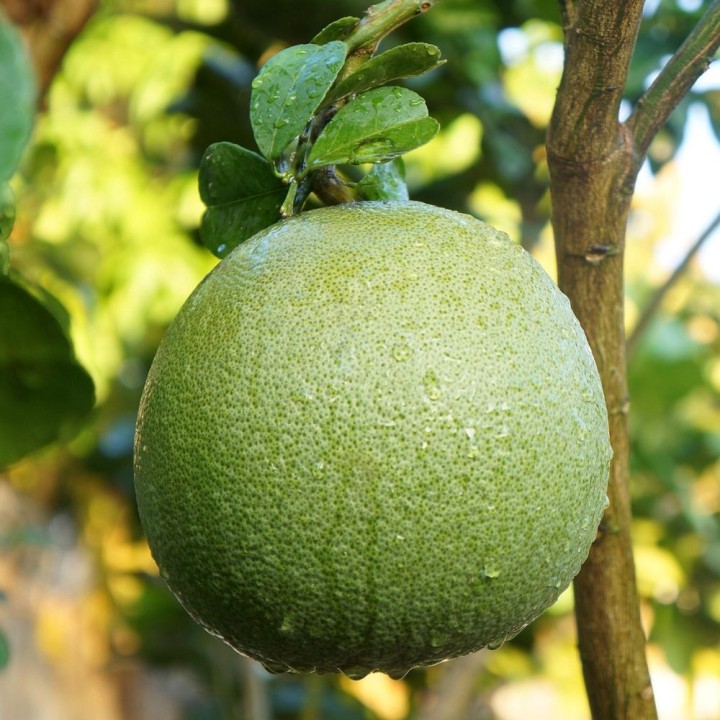 Pomelo - Semillas