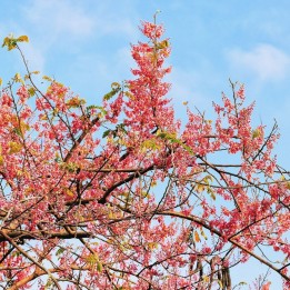 Arbol lluvia rosa - Semillas