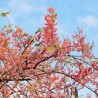 Arbol lluvia rosa - Semillas