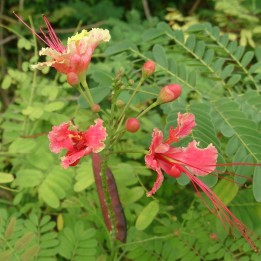Flamboyan enano rosa - Semillas