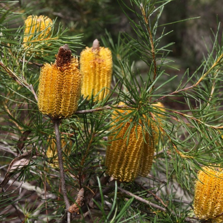 Banksia de espiga - Semillas