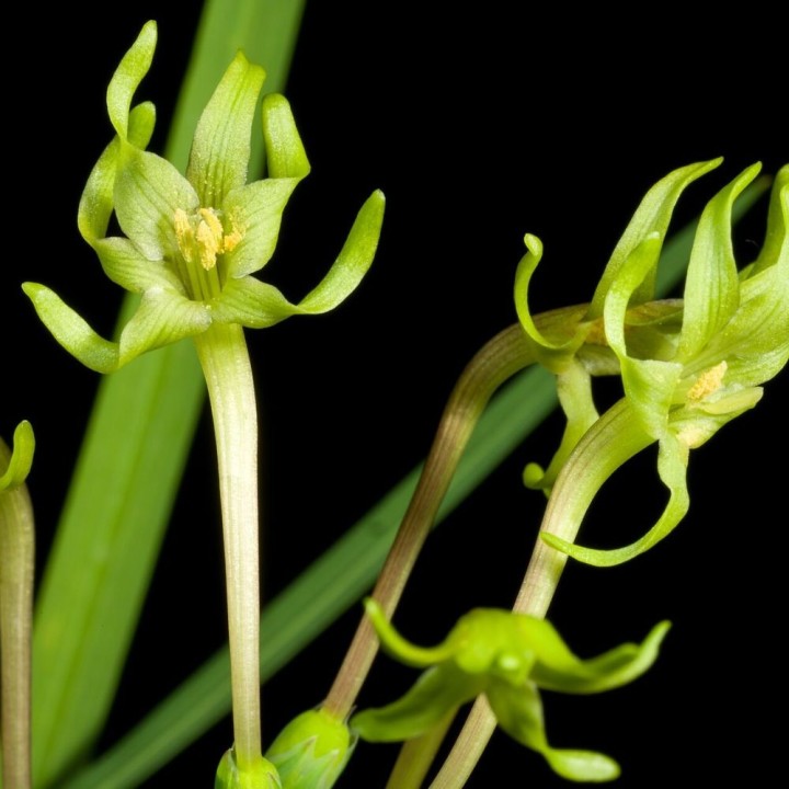 Fresia verde - Semillas