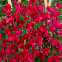 Guisante de olor perenne, Welcome - Semillas