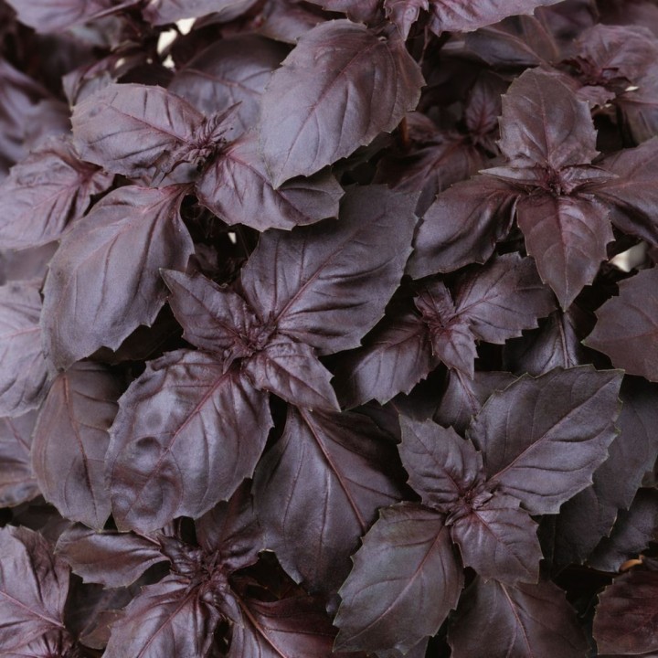 Albahaca, Dark Opal - Semillas