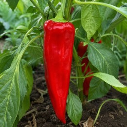 Pimiento Marconi Rojo - Semillas