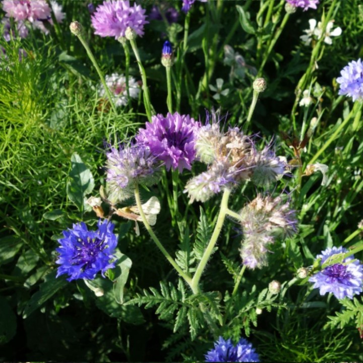 Mezcla de flores para mariposas - Semillas