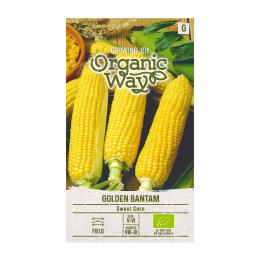 Maíz dulce Golden Bantam (Eco) - Semillas