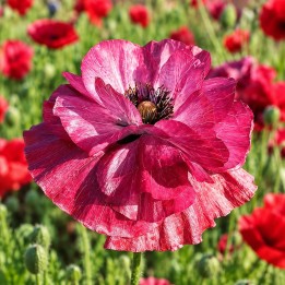 Amapola, Pandora - Semillas