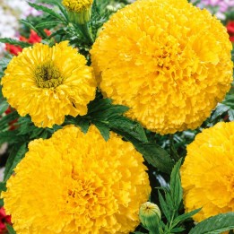 Tagete, Calando lemon - Semillas