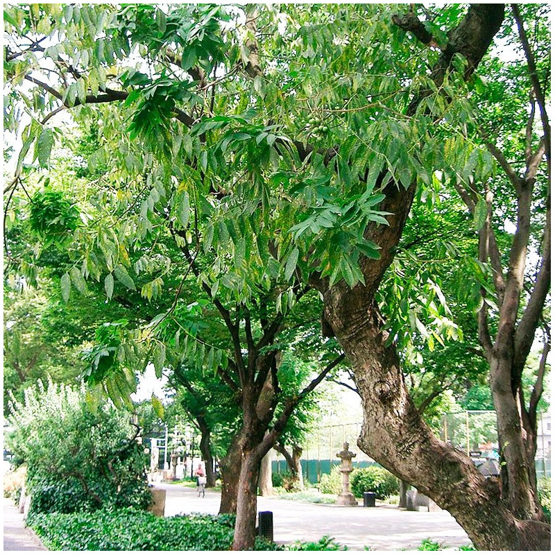 Árbol del Jabón - Semillas