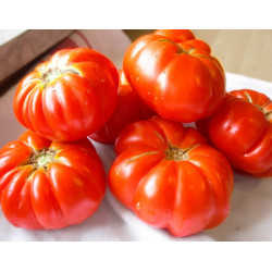 Tomate 'Costoluto Fiorentino' - Sobre 25 semillas