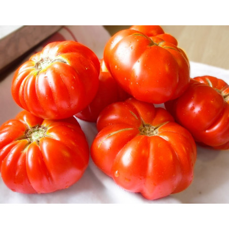 Tomate 'Costoluto Fiorentino' - Sobre 25 semillas