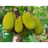 Jackfruit - 1 planta