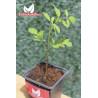 Moringa oleifera - 1 planta