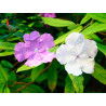 Brunfelsia pauciflora - 10 semillas