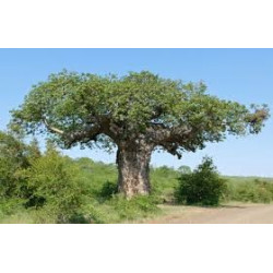 Baobab - 1 planta