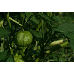 Tomatillo verde mexicano - Sobre 10 semillas